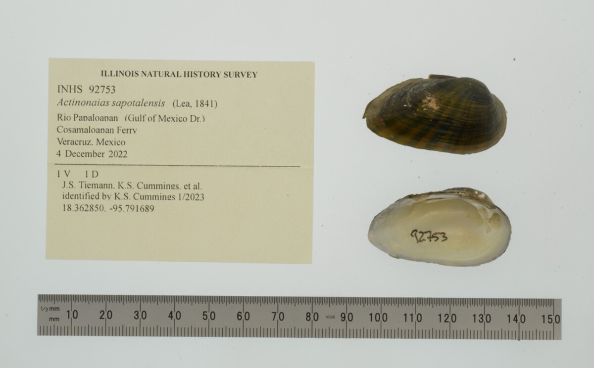 Actinonaias sapotalensis image