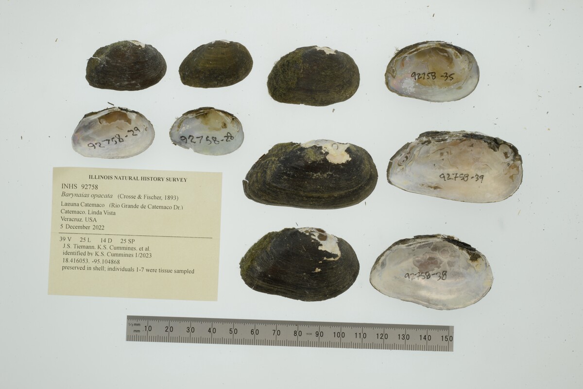 Barynaias opacata image