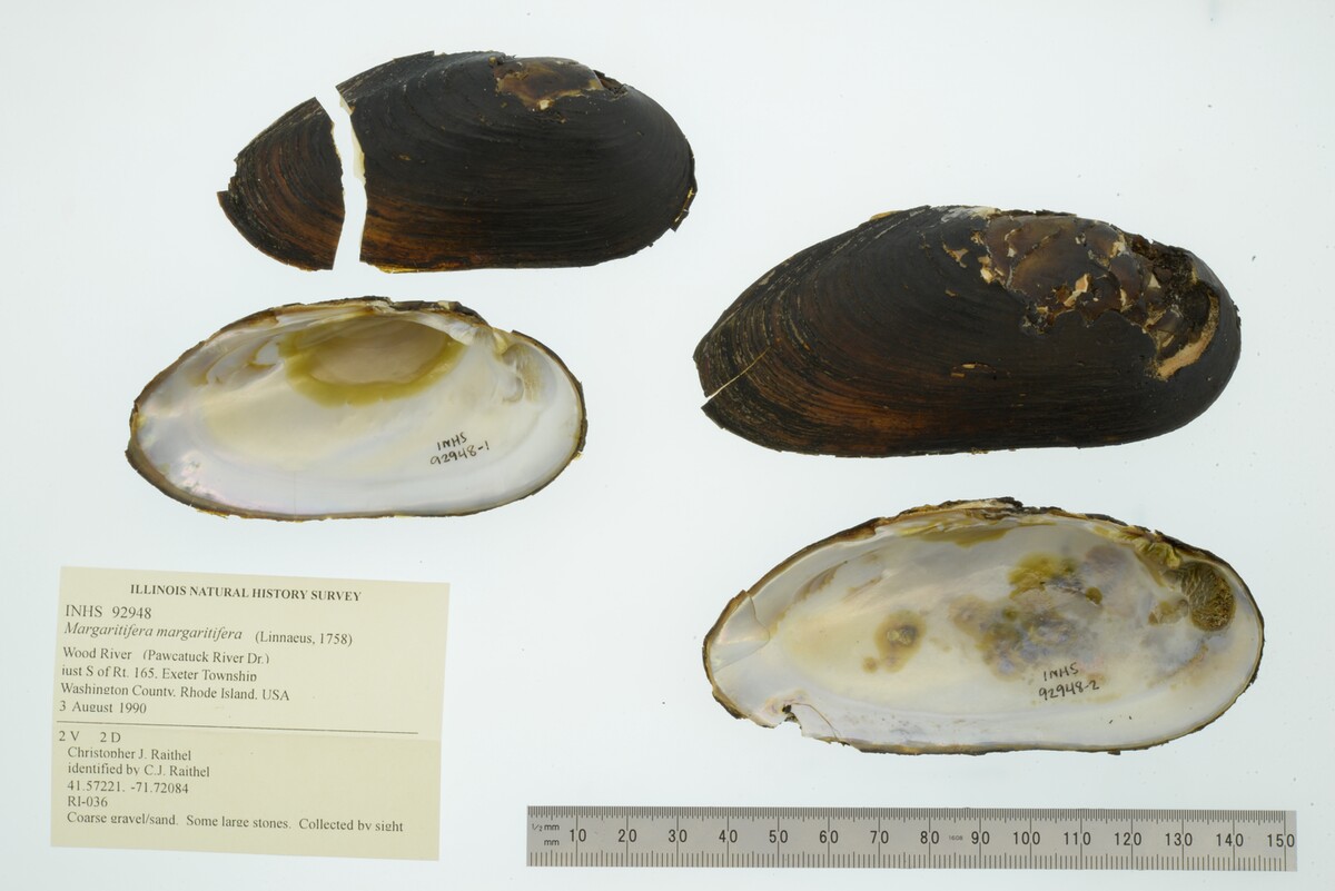 Margaritifera margaritifera image