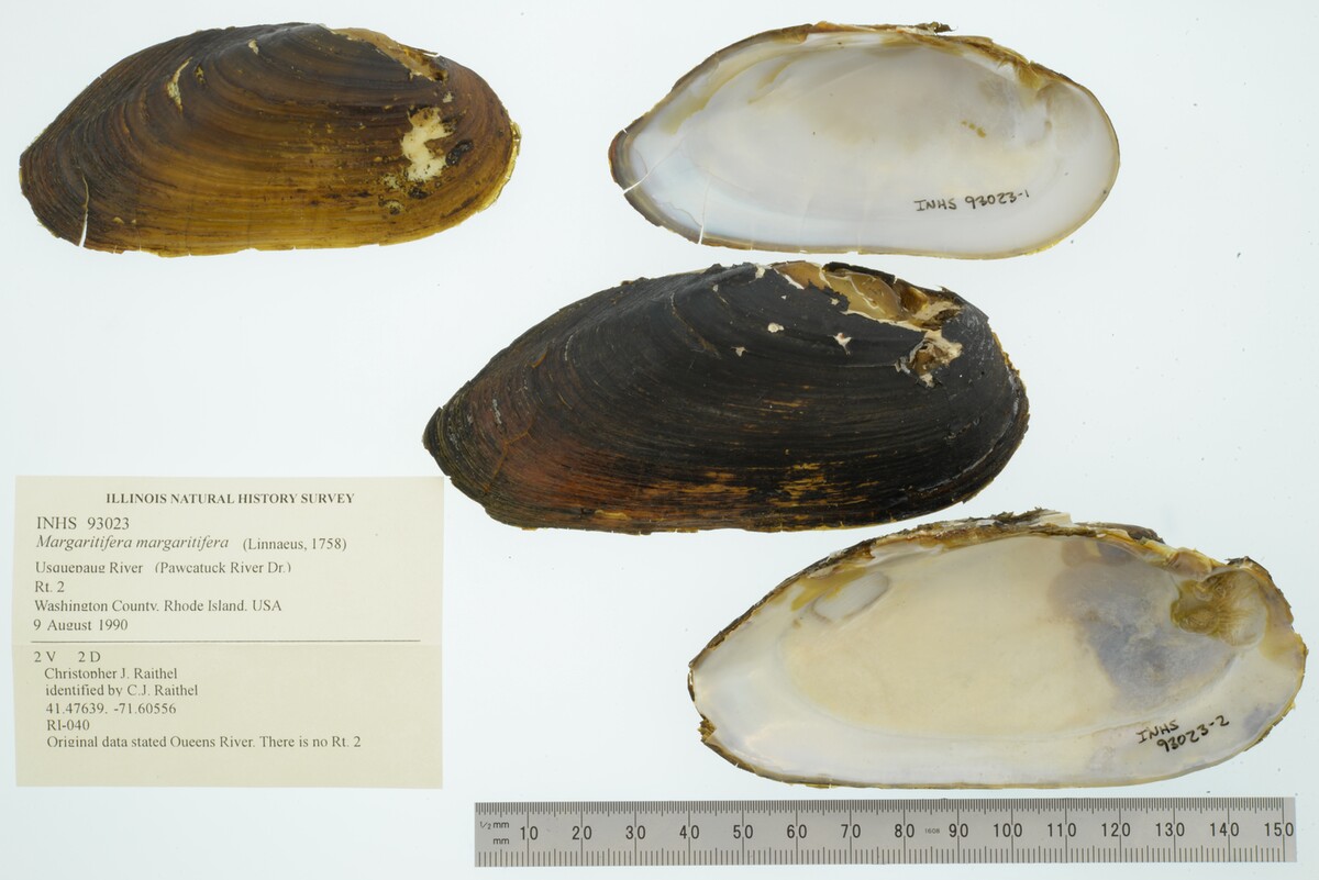Margaritifera margaritifera image