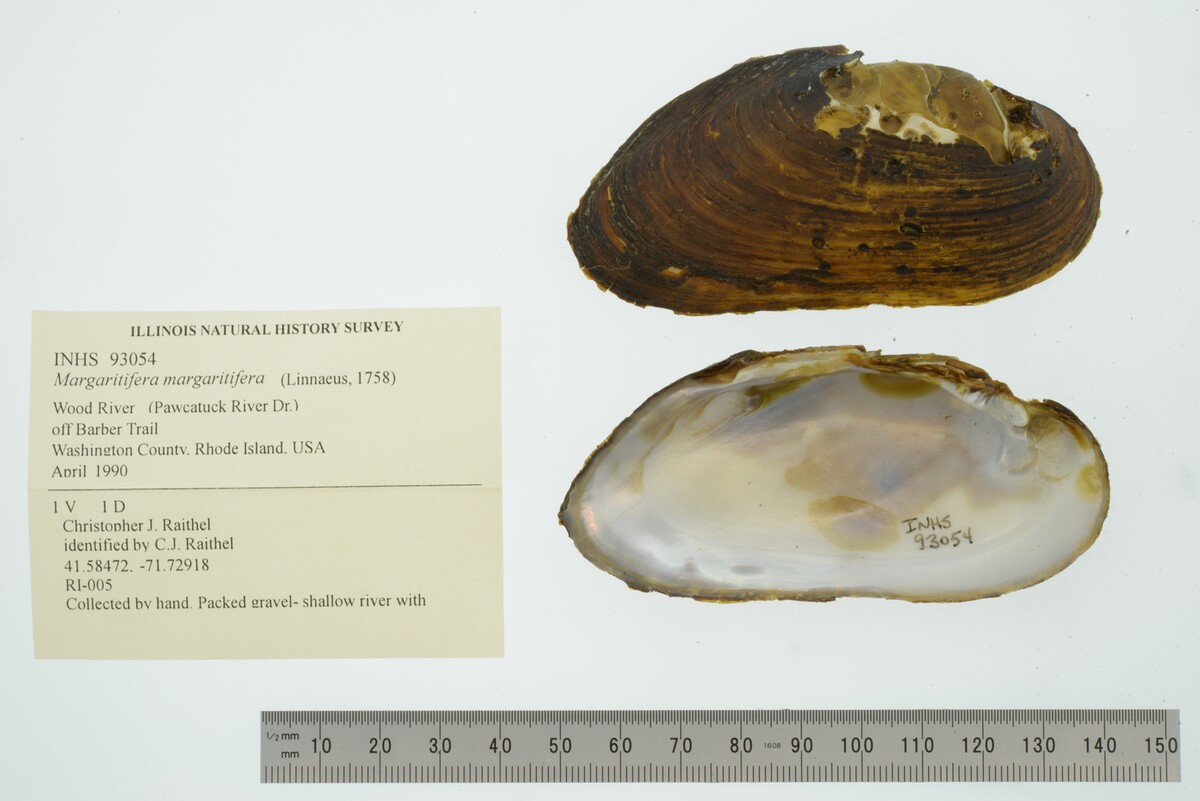 Margaritifera margaritifera image