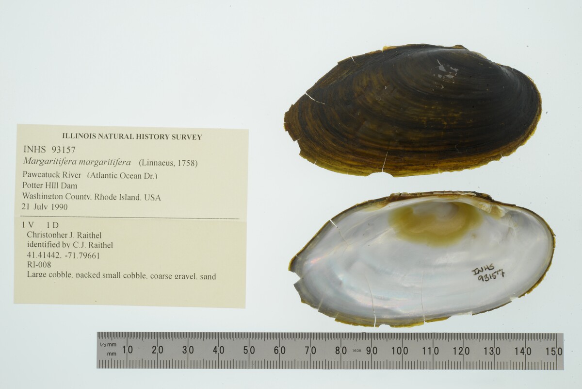 Margaritifera margaritifera image