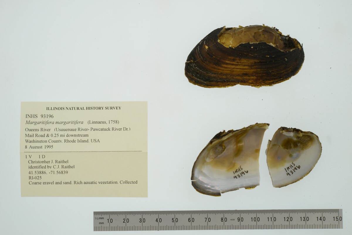 Margaritifera image