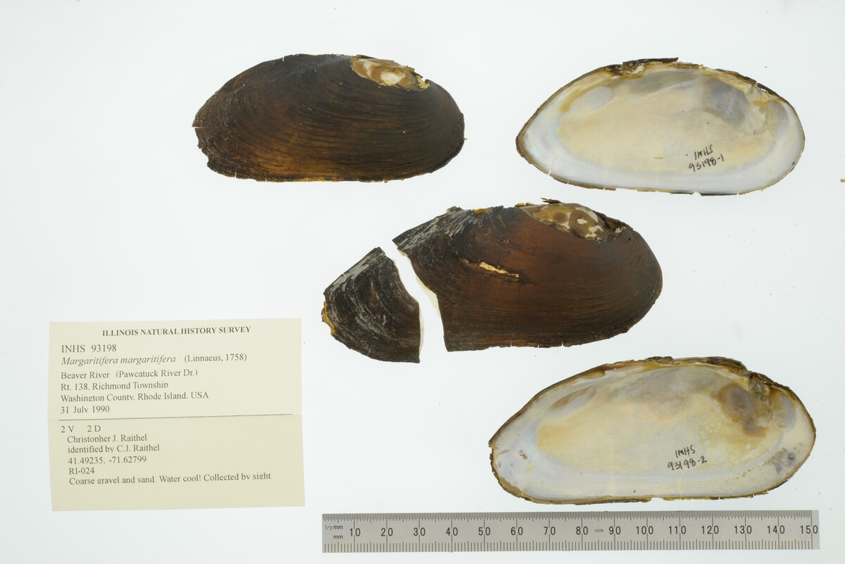 Margaritifera margaritifera image