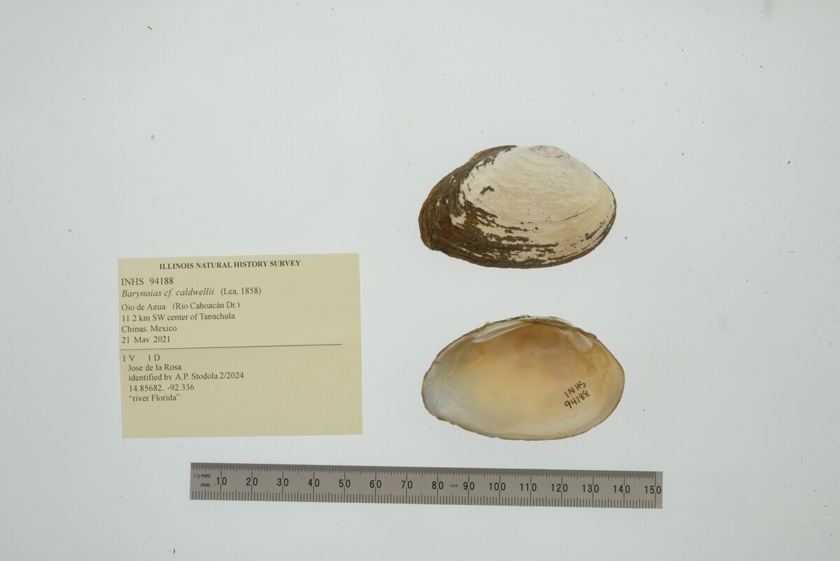 Barynaias caldwellii image