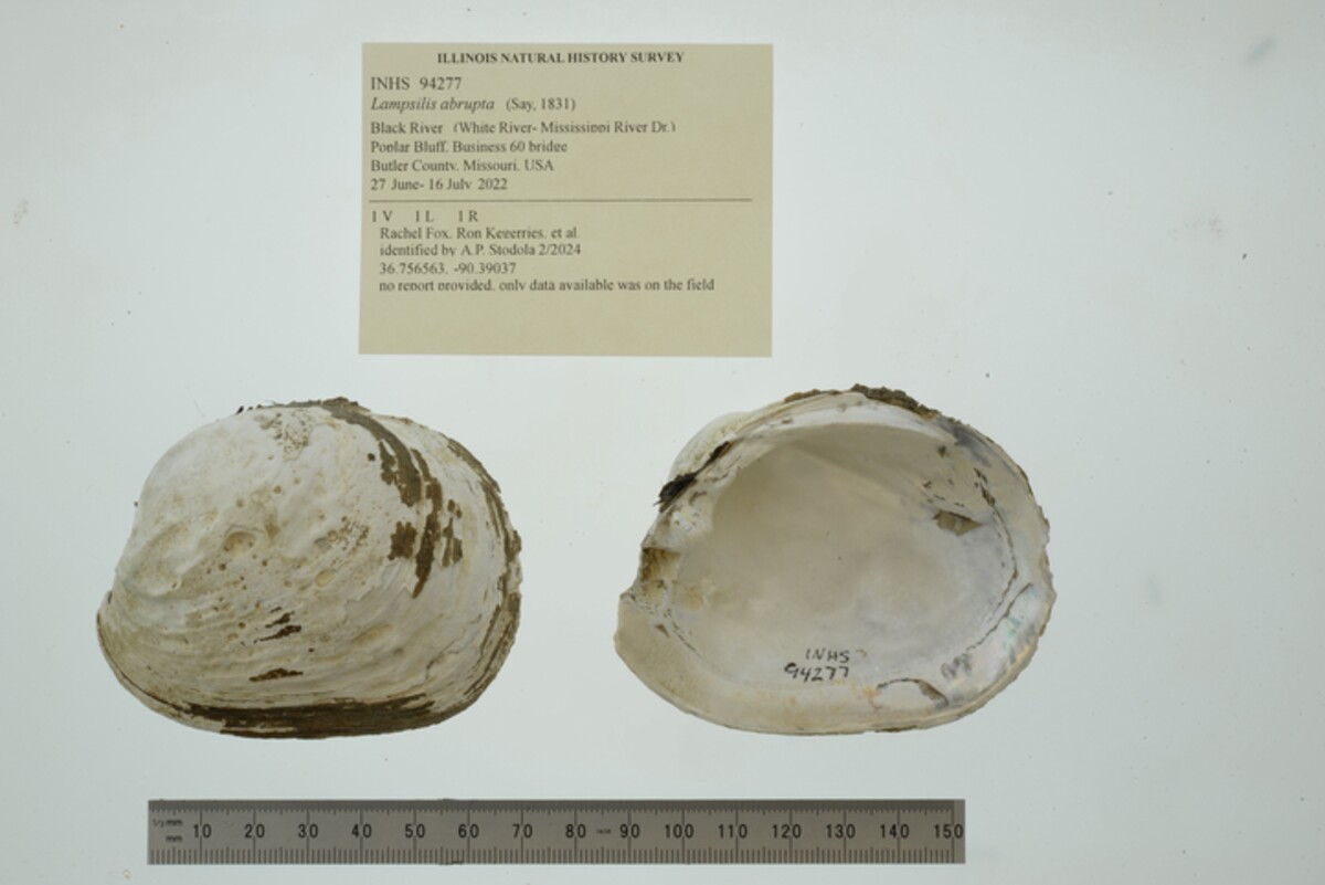 Lampsilis image
