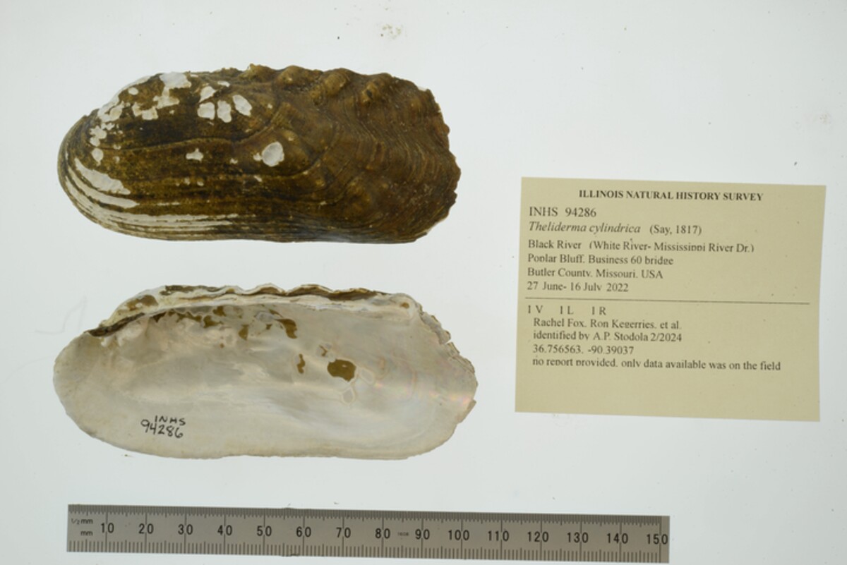 Theliderma cylindrica image