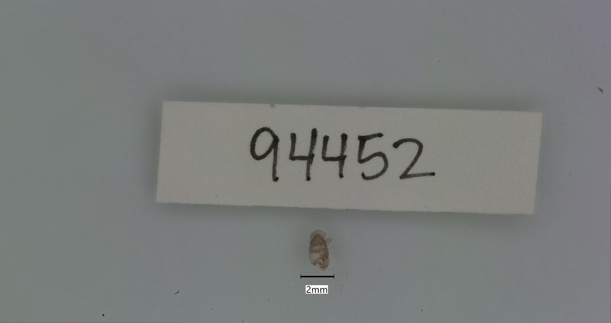 Gastrocopta image