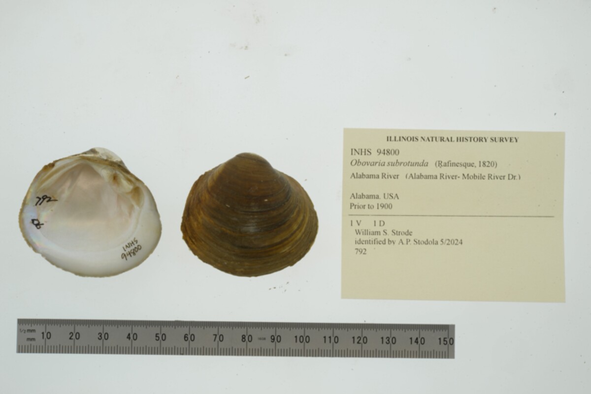 Obovaria subrotunda image