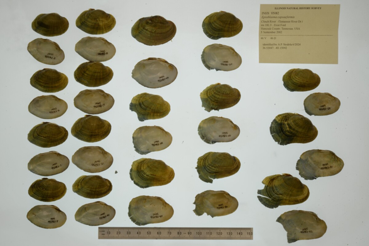 Epioblasma capsaeformis image