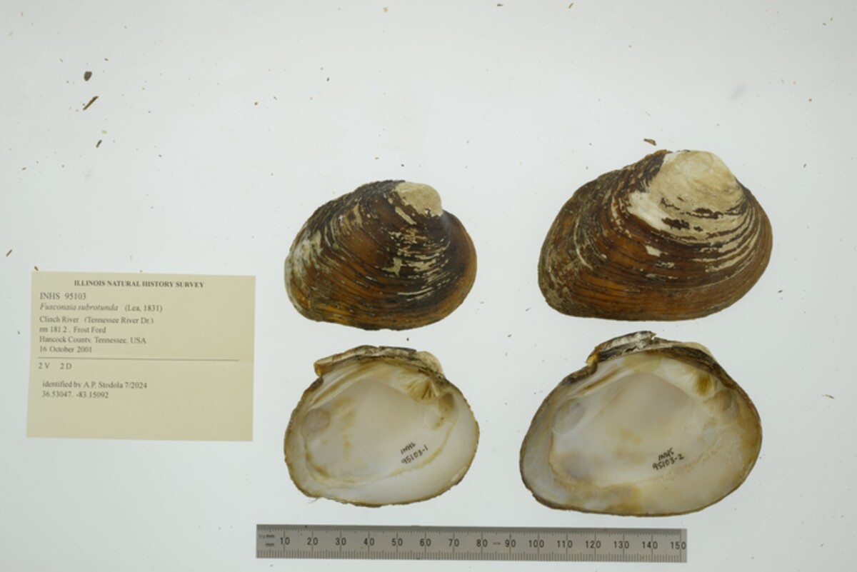 Fusconaia image