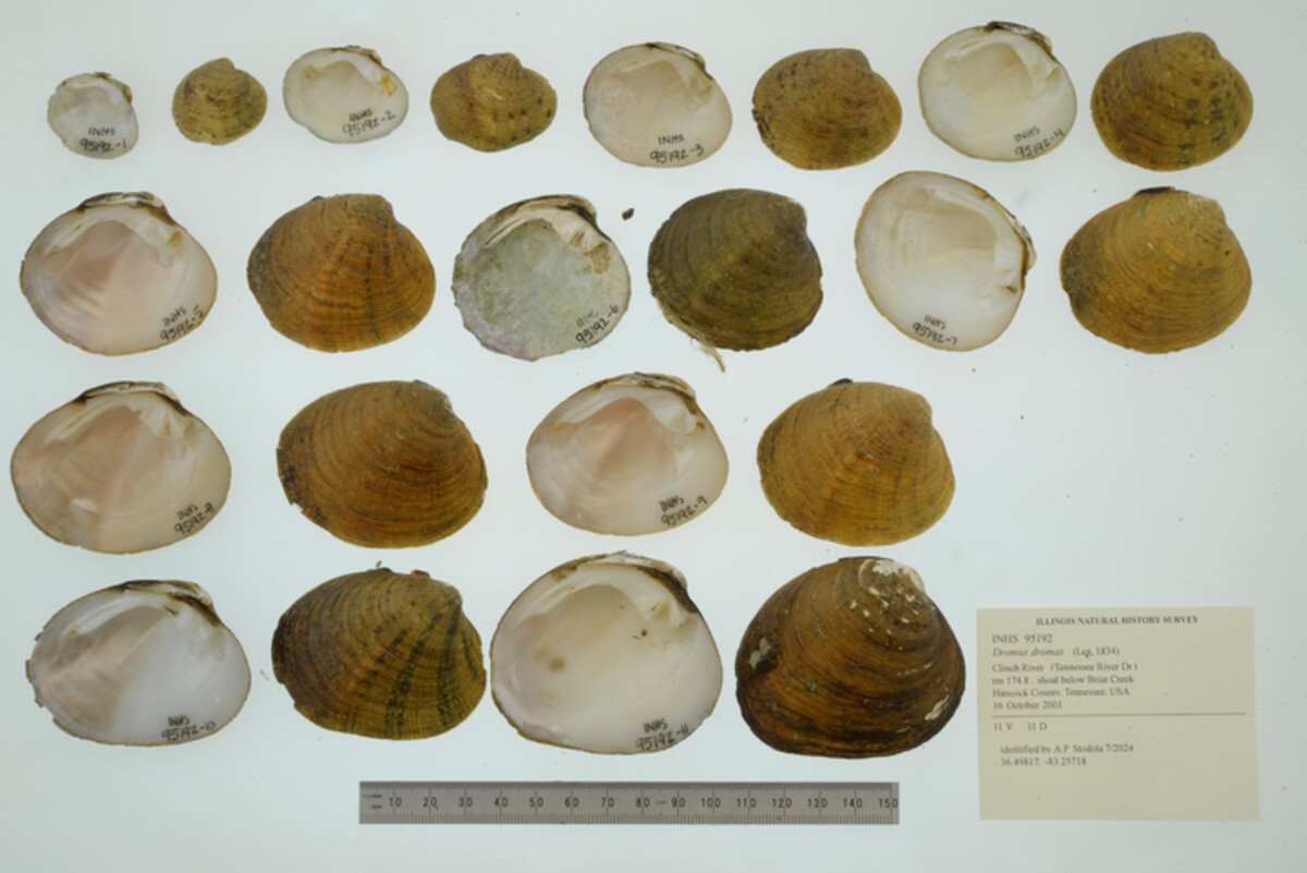 Dromus dromas image