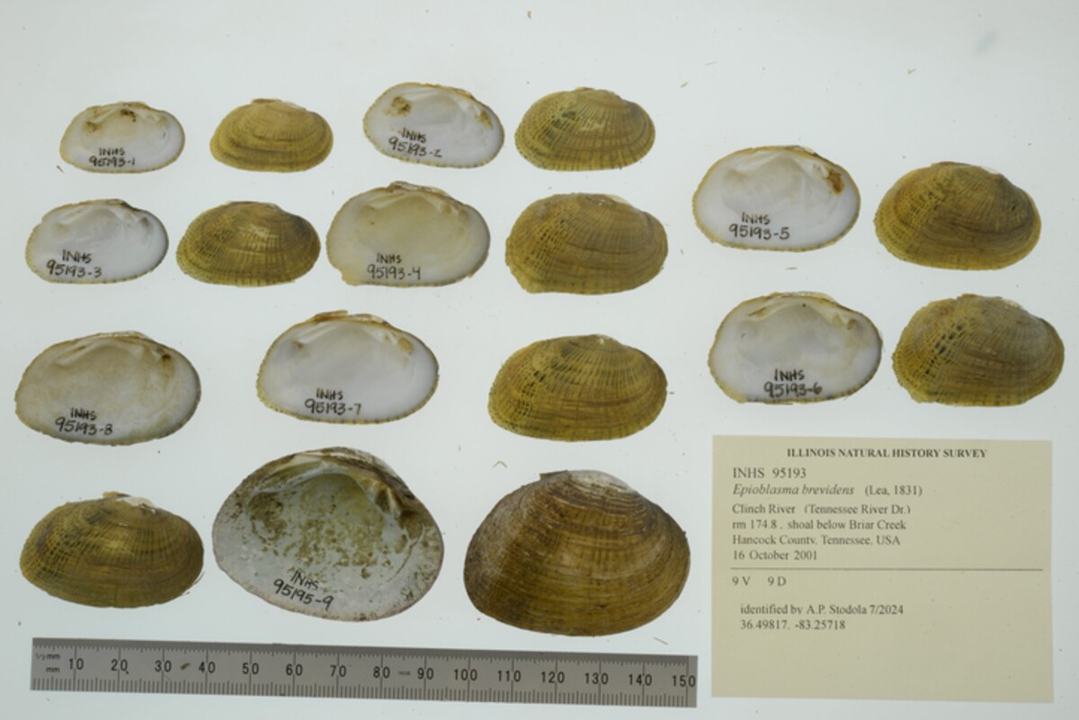 Epioblasma brevidens image