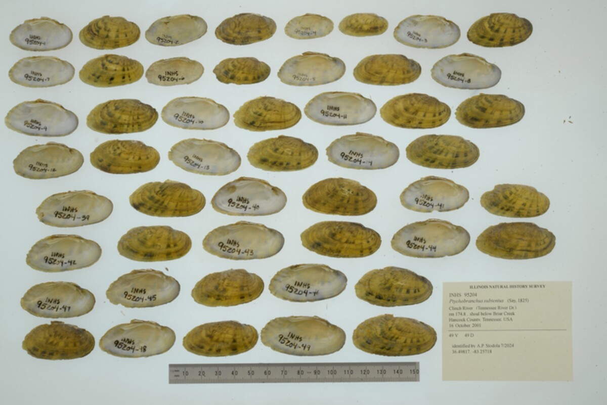 Ptychobranchus subtentus image