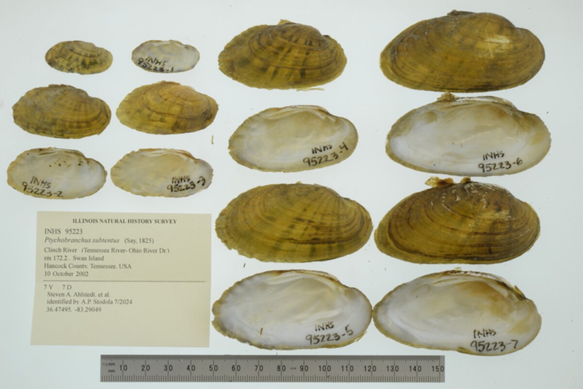 Ptychobranchus subtentus image