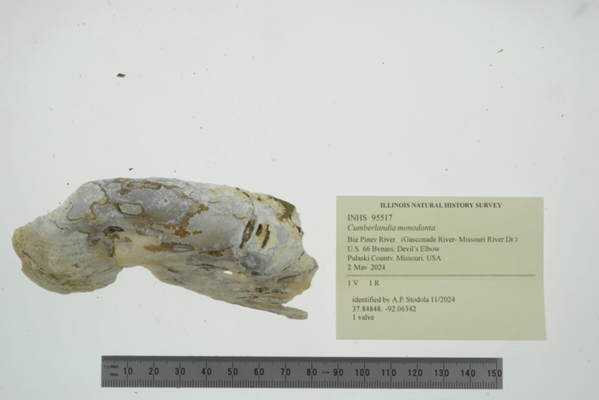 Margaritifera image