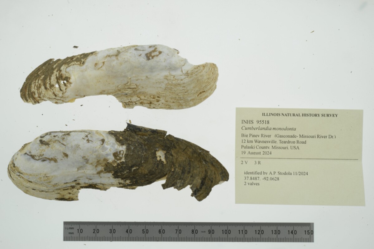 Margaritifera monodonta image