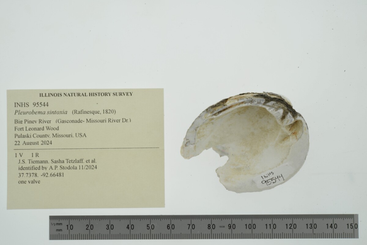 Pleurobema sintoxia image