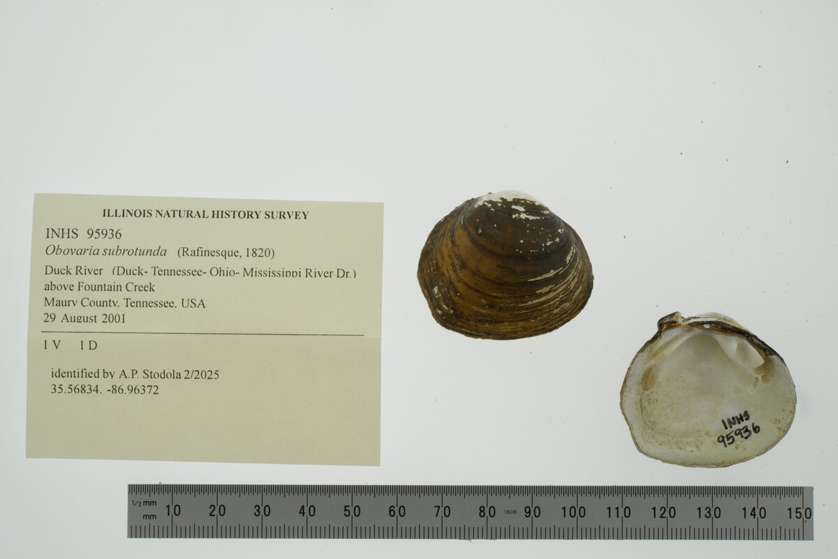 Obovaria subrotunda image