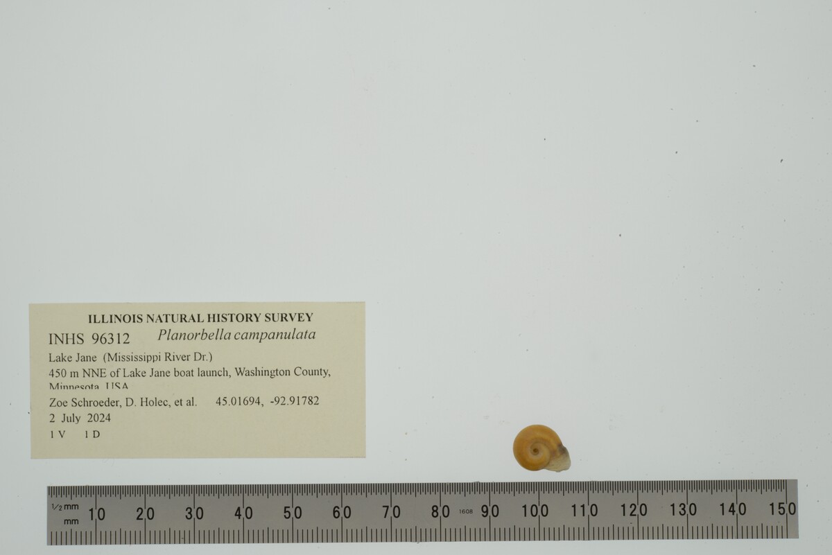 Planorbella campanulata image