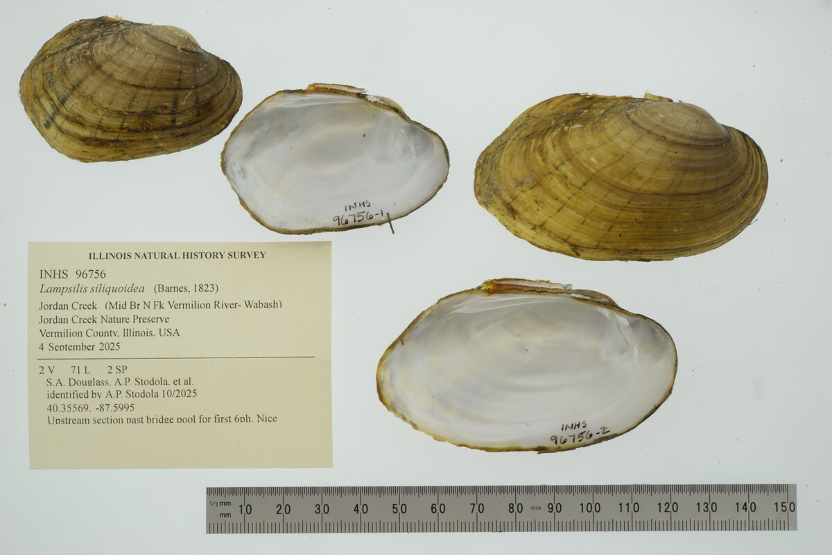 Lampsilis siliquoidea image