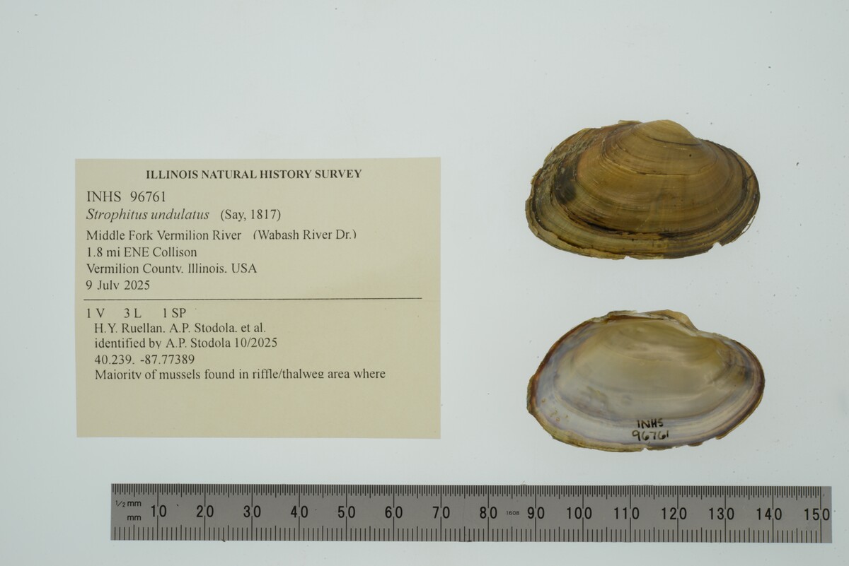 Strophitus undulatus image