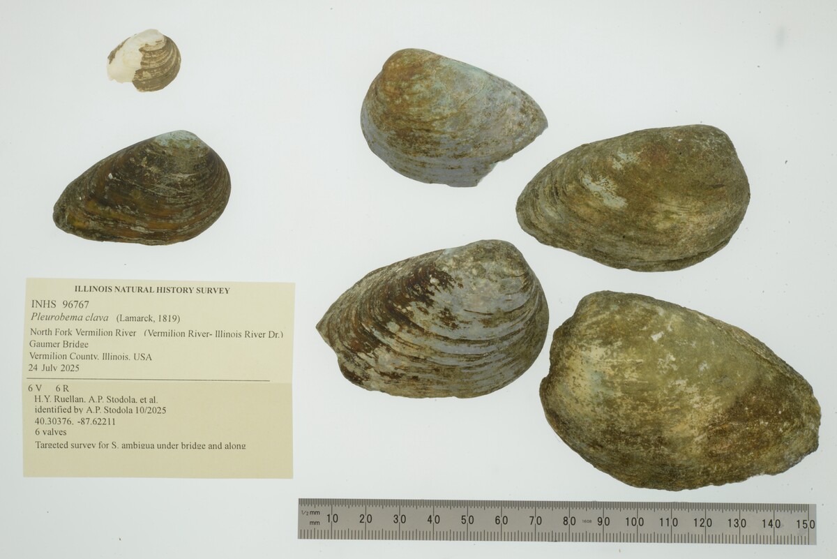Pleurobema clava image