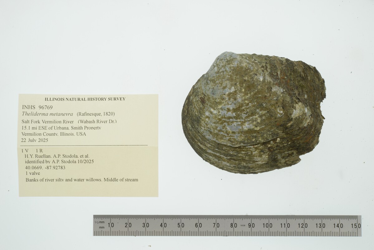 Theliderma metanevra image