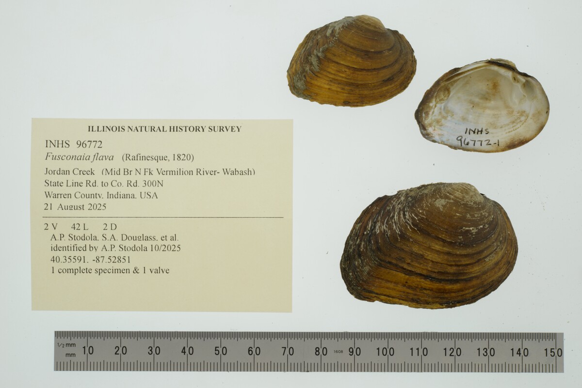 Fusconaia flava image