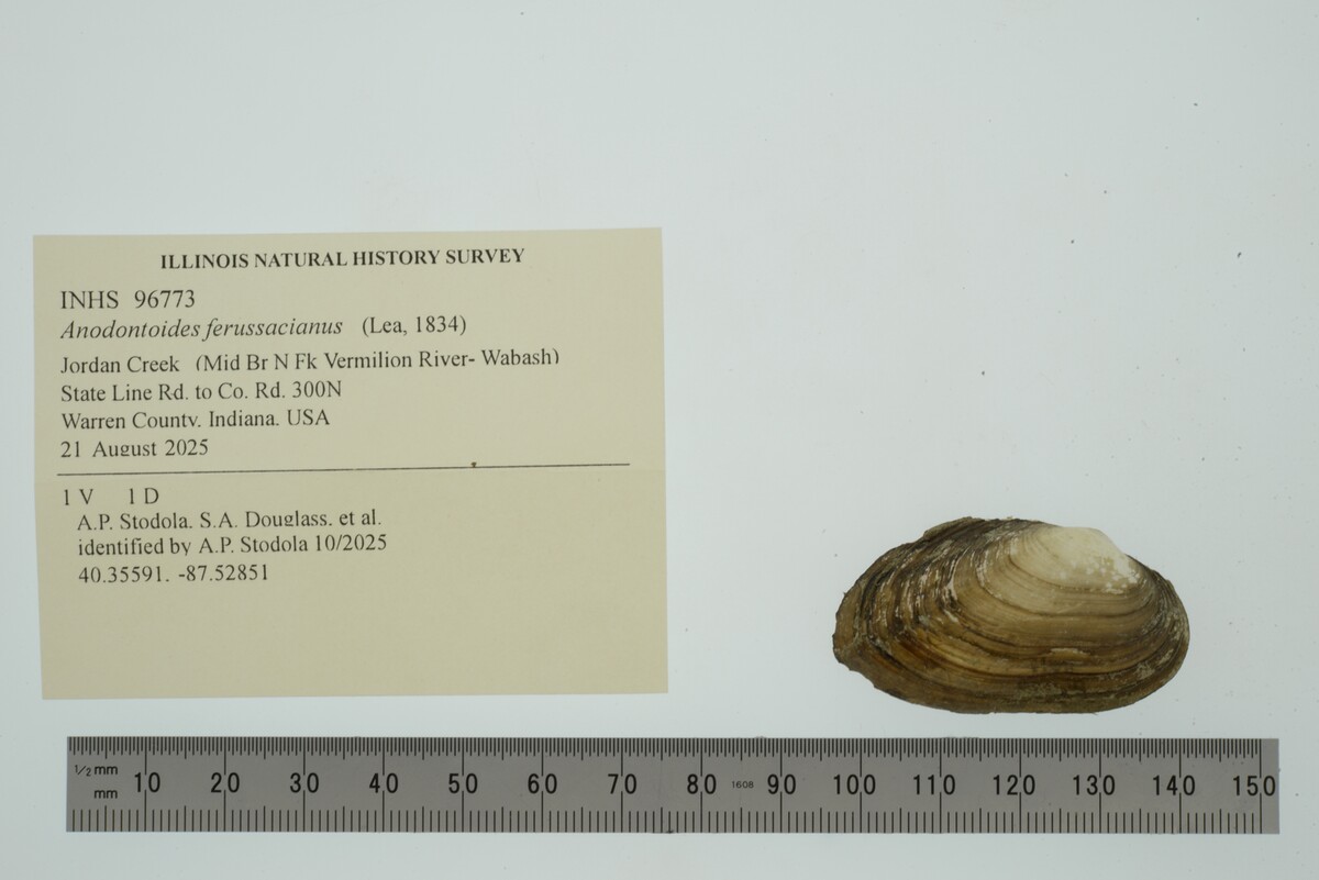 Anodontoides ferussacianus image