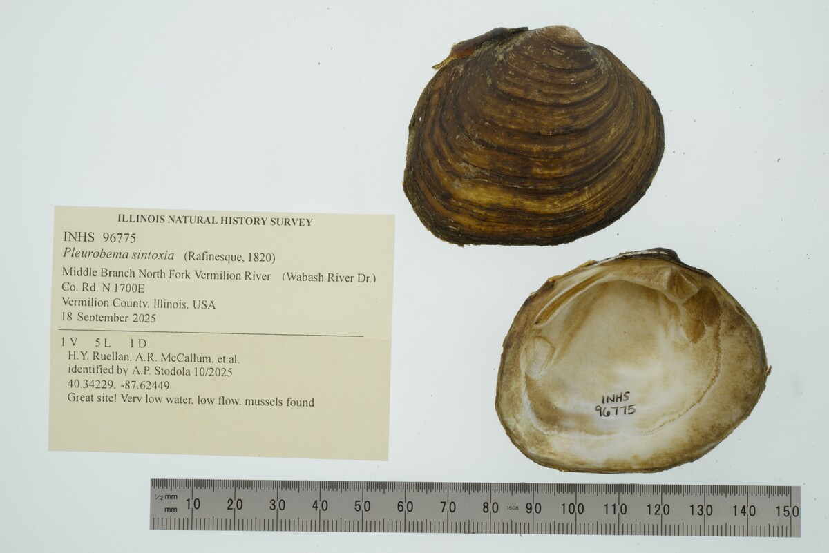 Pleurobema sintoxia image
