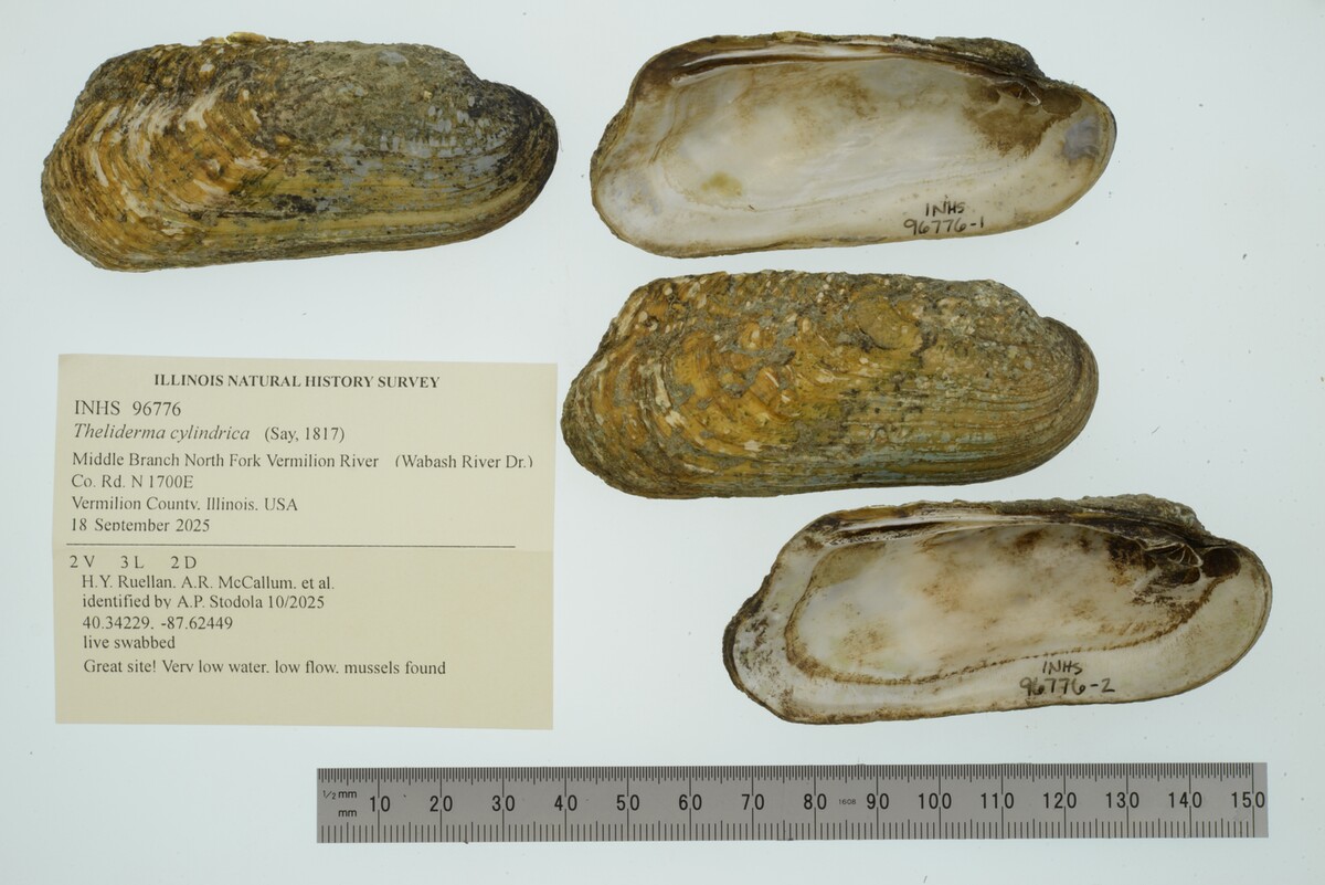 Theliderma cylindrica image