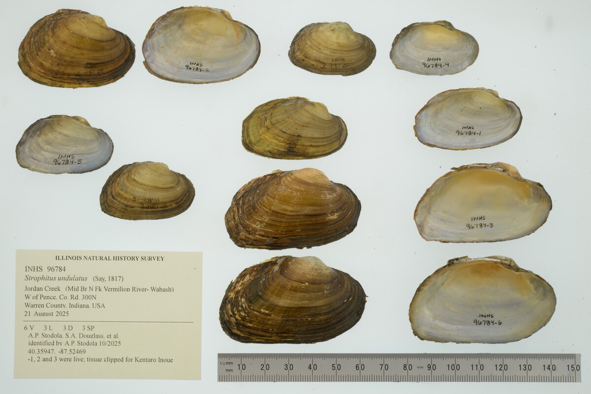 Strophitus undulatus image