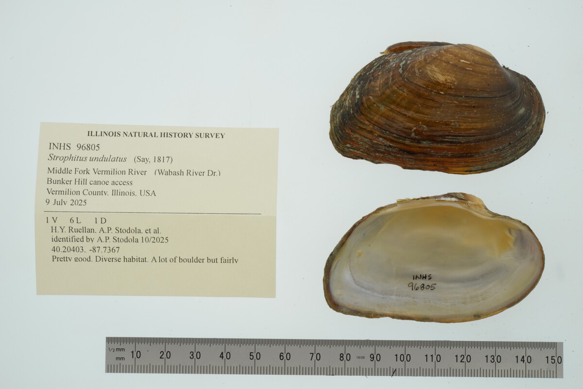 Strophitus undulatus image