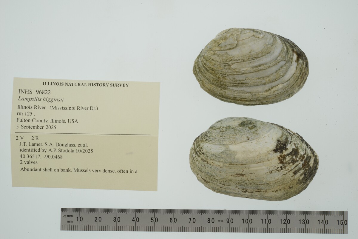 Lampsilis higginsii image