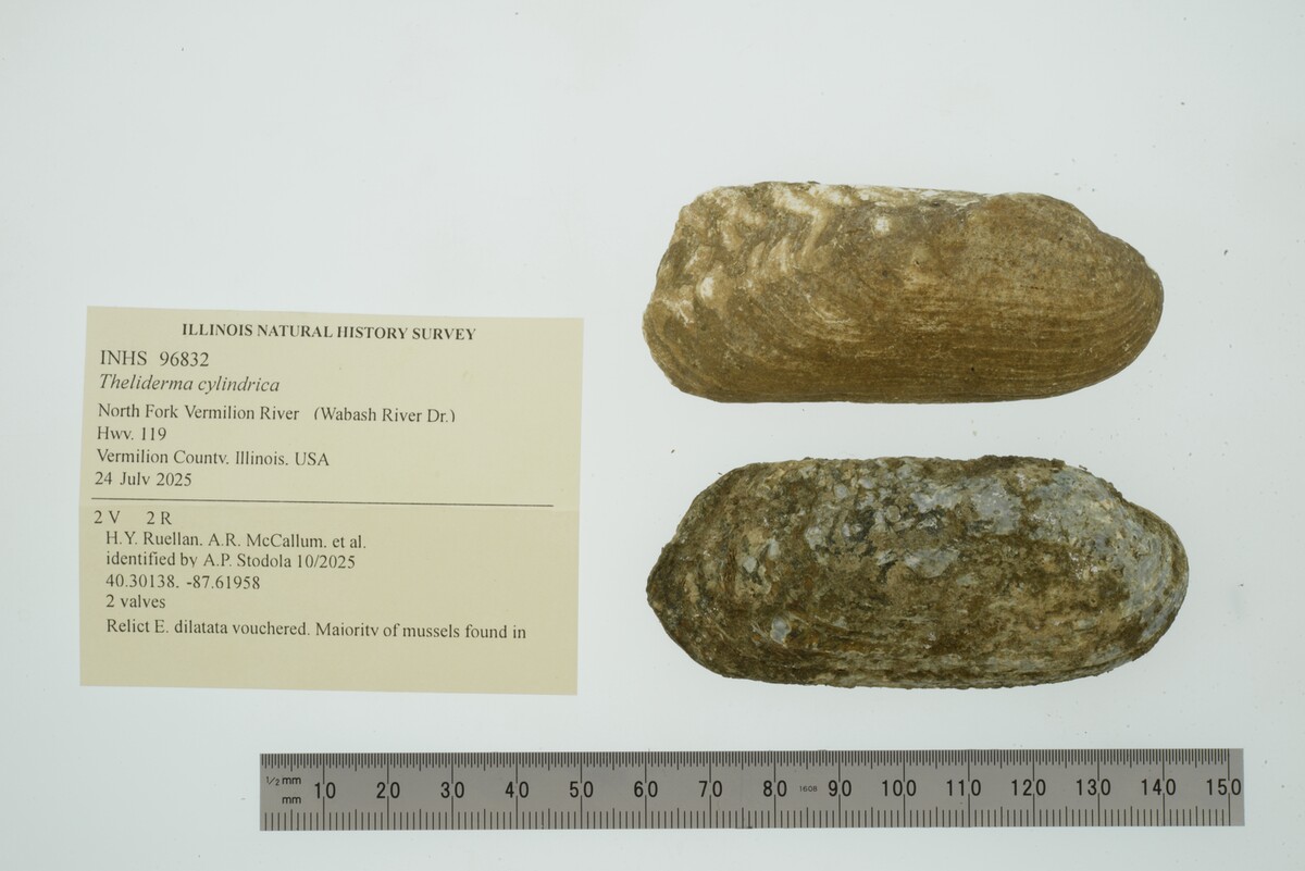 Theliderma cylindrica image
