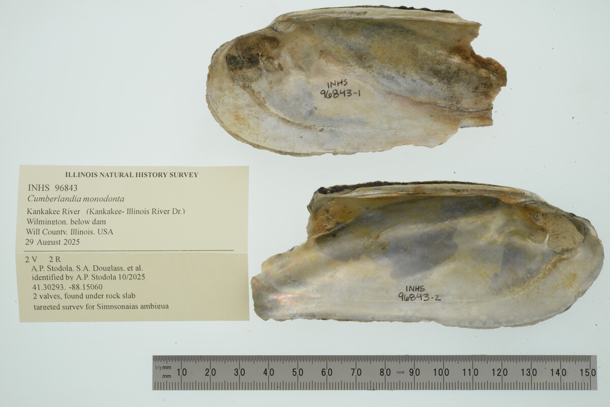 Margaritifera image