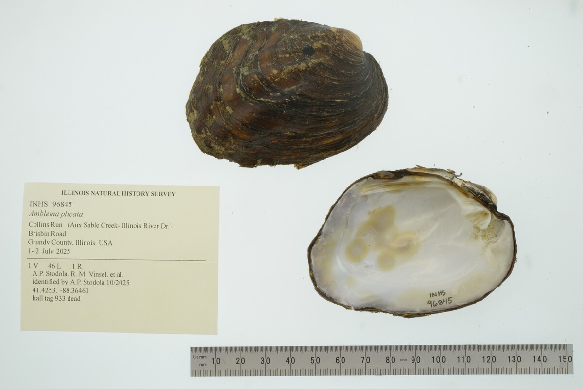 Amblema plicata image