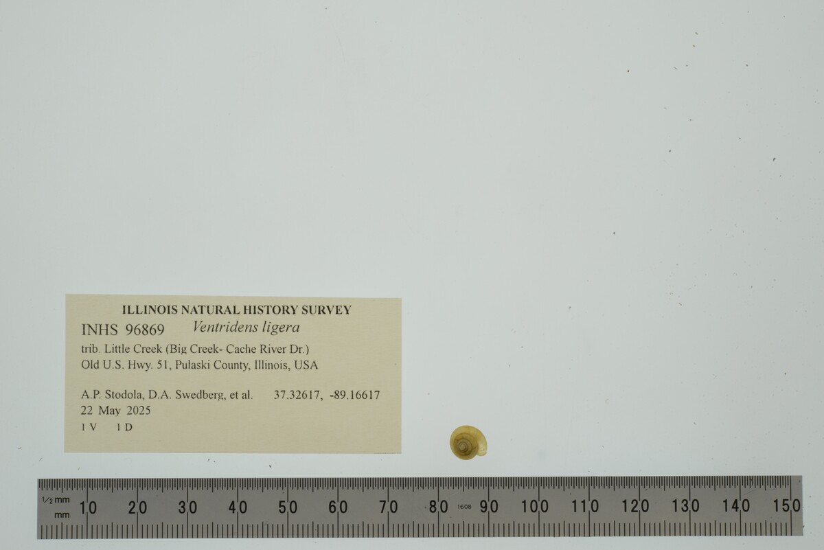 Ventridens ligera image