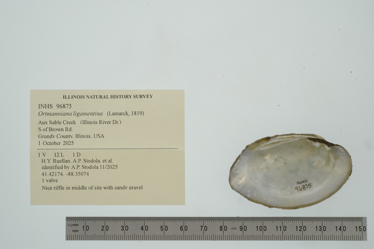 Ortmanniana ligamentina image