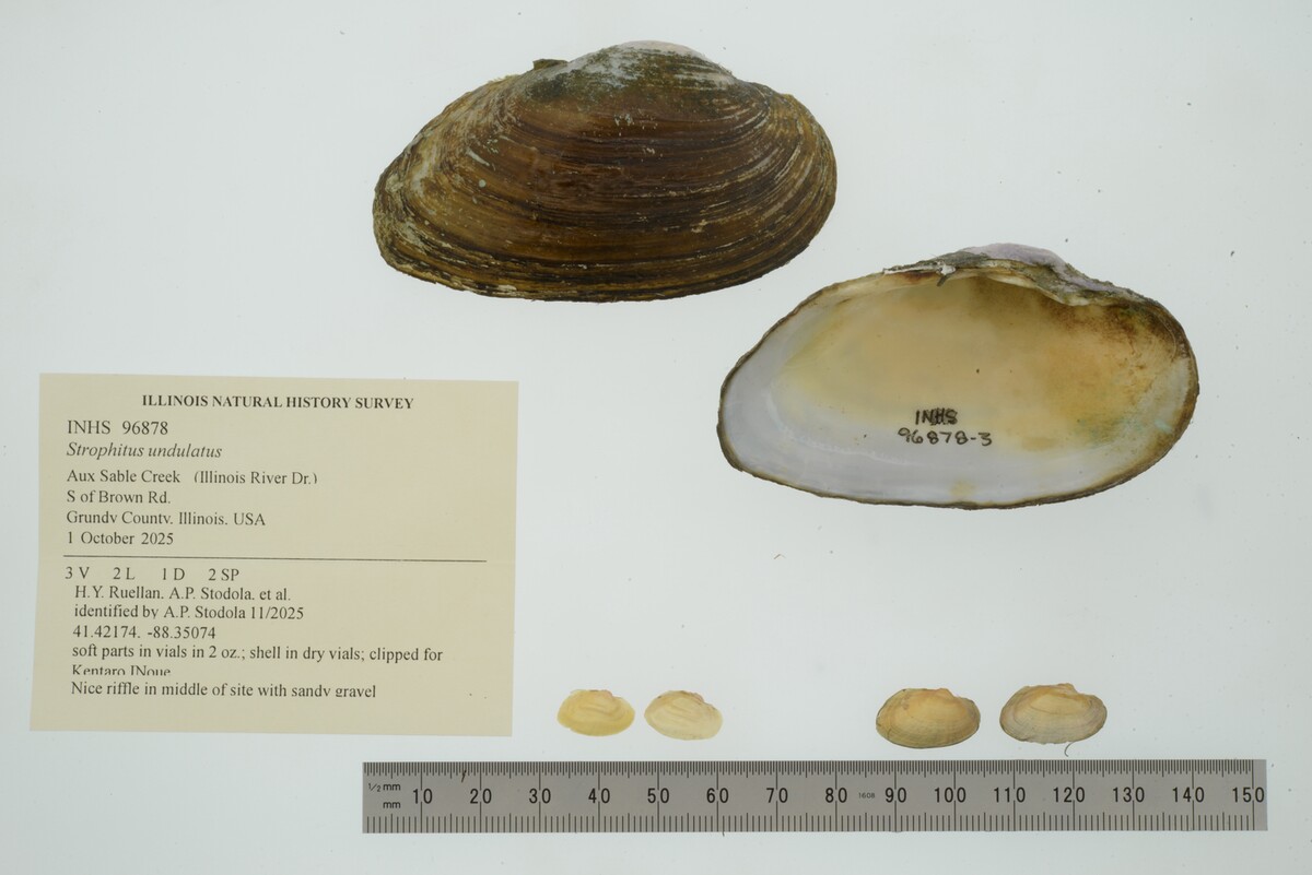 Strophitus undulatus image