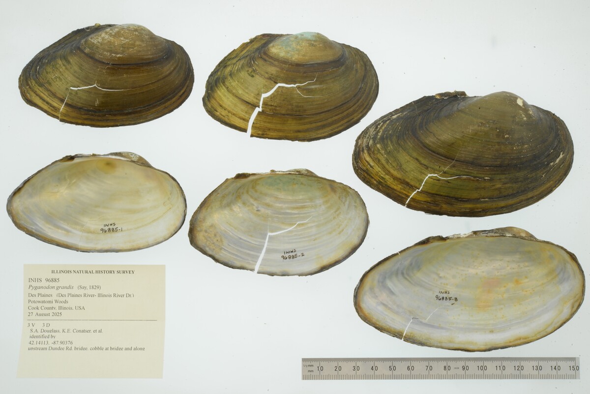 Pyganodon grandis image