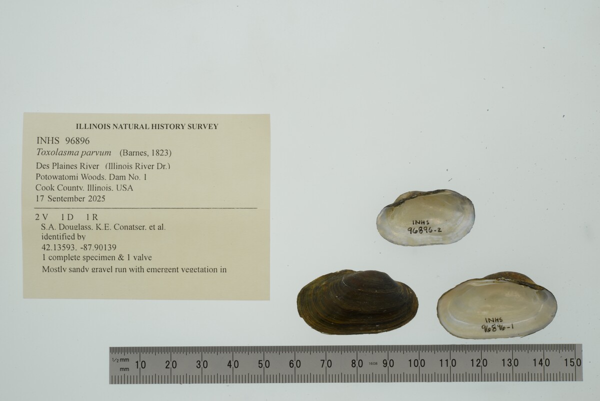 Toxolasma parvum image