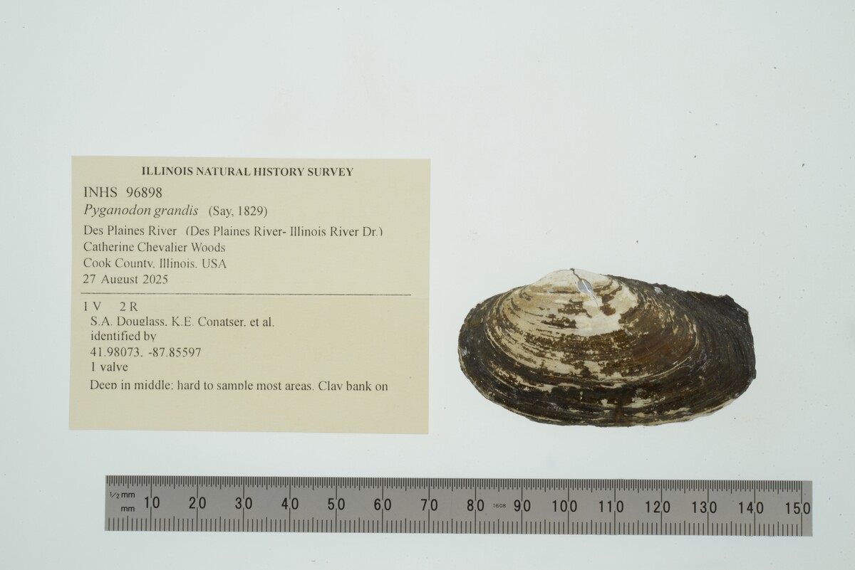 Pyganodon grandis image