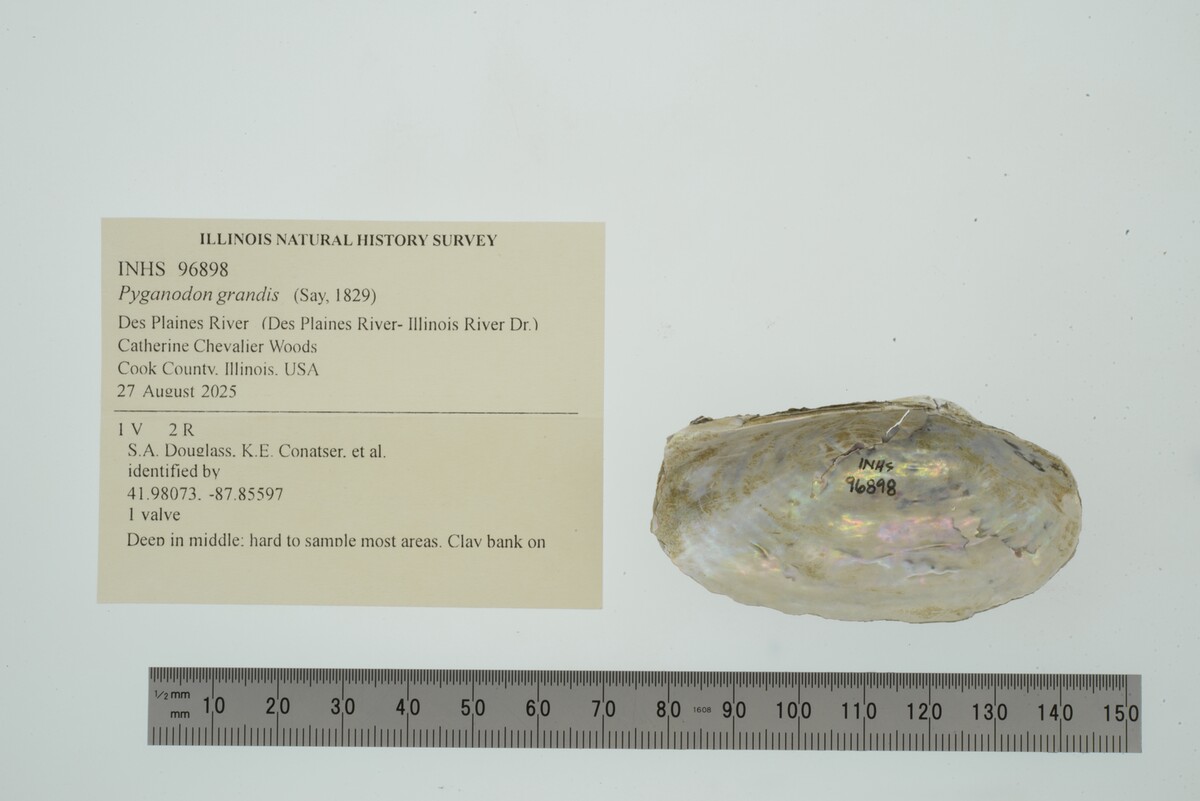 Pyganodon image