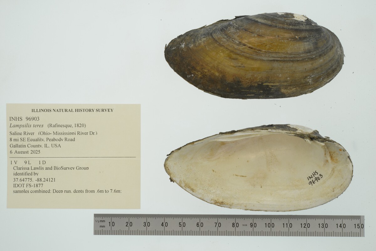 Lampsilis teres image