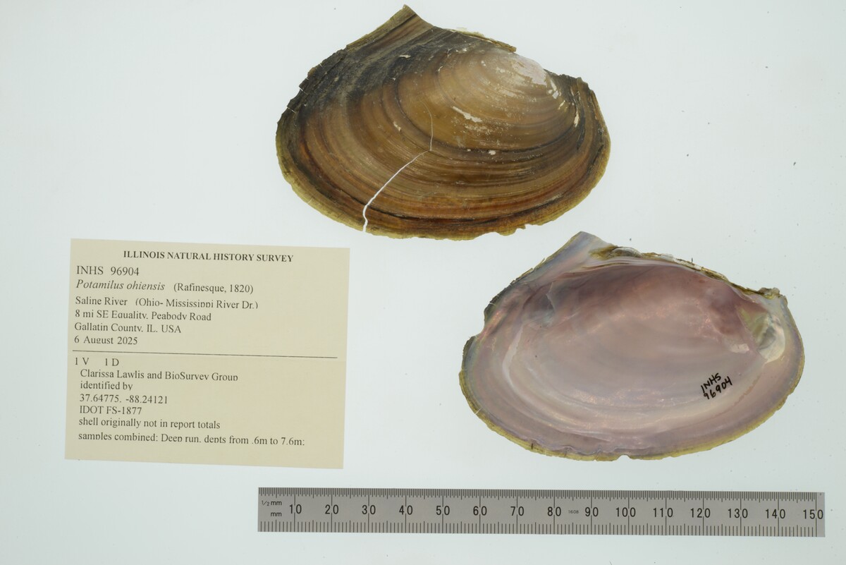 Potamilus image
