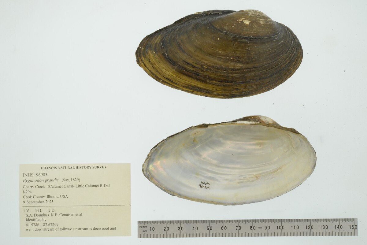 Pyganodon grandis image