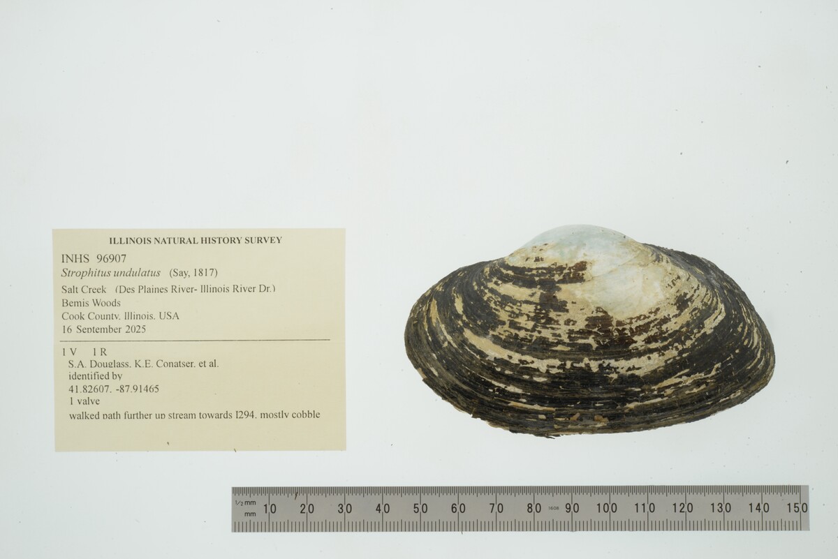 Strophitus undulatus image