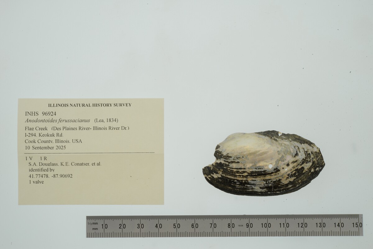 Anodontoides ferussacianus image